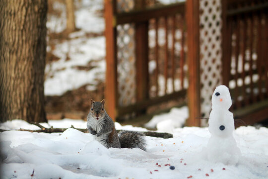 squirrel in the snow by snowman