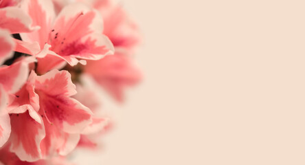 Smoke Close-up Selective soft focus pink Azalea flower patal bud bouquet. Macro blur natural abstract neutral beige gray horizontal background.