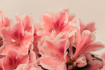 Smoke close-up selective soft focus cream pink Azalea Flower Petal bud bouquet. Macro blur natural beige gray background.