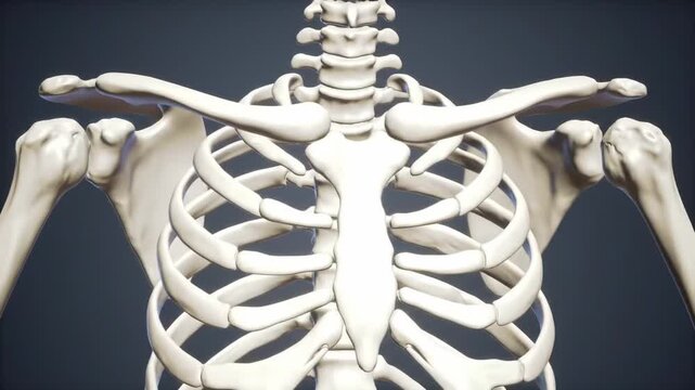 Torso skeletal structure showing vertebrae, clavicle, scapula, sternum, and rib cage against a dark background