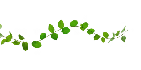 A delicate vine with vibrant green leaves gracefully curves across an isolated transparent background