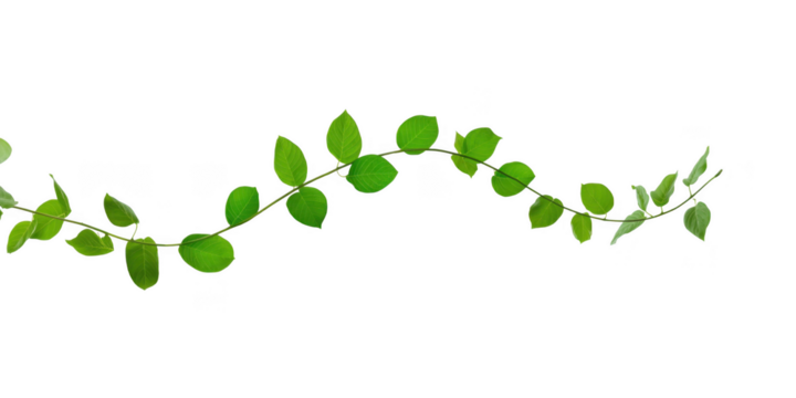 A delicate vine with vibrant green leaves gracefully curves across an isolated transparent background