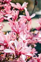 pink and white flowers