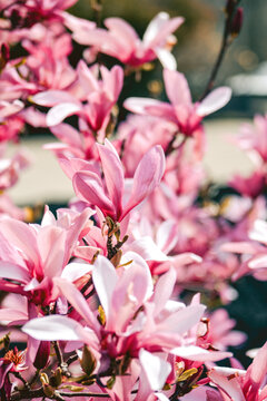 pink and white flowers