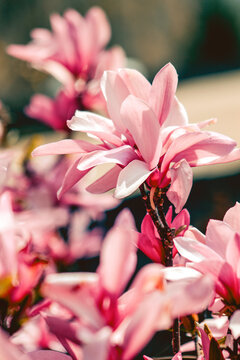magnolia closeup