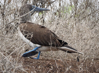 Blue-footed Booby Walking in Arid Landscape
