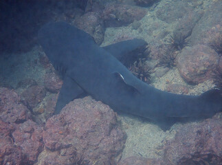 A dark shark camouflaged among rocks and sand underwater