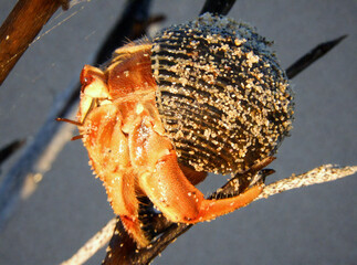 Hermit Crab on the Beach at Golden Hour