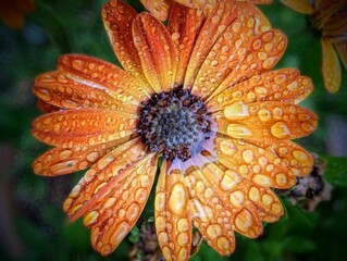 orange flower with water drops