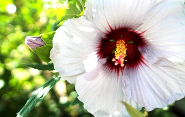 tropical hibiscus