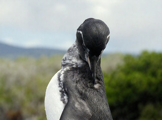 Close-up of a Common Murre with its head bowed