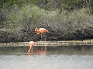 Two Pink Flamingos Foraging in Shallow Water