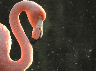 A Elegant Pink Flamingo Portrait