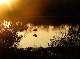 Golden Hour Heron Reflection in Tranquil Waters