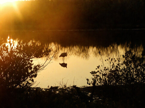 Golden Hour Heron Reflection in Tranquil Waters
