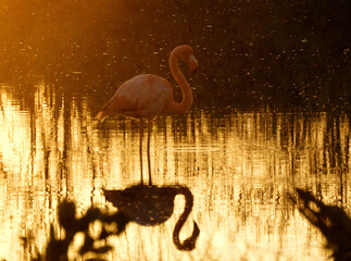 Golden Hour Flamingo Reflection