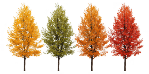 Four trees showing the colors of autumn isolated on transparent background, from yellow to red