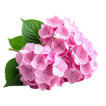 Pink hydrangea bloom with delicate petals, vibrant green leaves