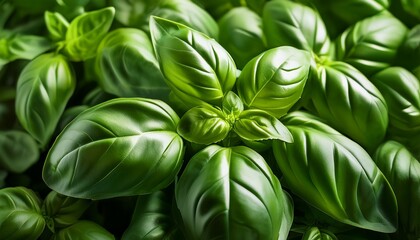 Obraz premium fresh vibrant basil leaves create lush green texture in close up shot