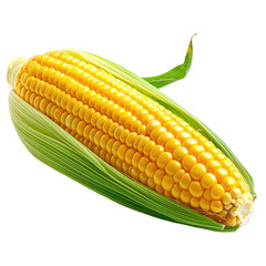 Corn on the cob, raw, bright yellow kernels, green husk. Isolated