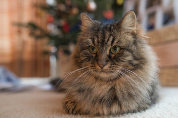 Langhaar Katze mit Christbaum im Hintergrund