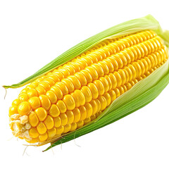 Fresh corn cob; vibrant yellow kernels, green husk on a black background