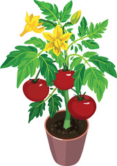 Tomato plant with big ripe red fruits, green leaves and yellow flowers isolated on white background