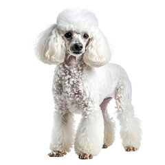 Elegant, white poodle standing. Furry and cute. Black background
