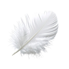 Delicate white feather with detailed barbs on a solid black background