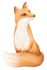 Obraz premium Fox png sticker, cute animal illustration, transparent background