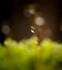 Dewdrop resting on a delicate green stem in a natural setting at dawn