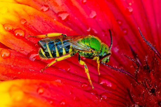 Agapostemon Sweat Bee in Idaho