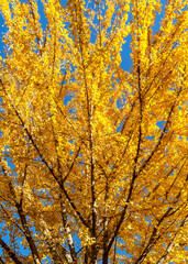 Ginko tree in fall with blue sky