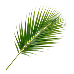 Obraz premium Single green palm leaf isolated on transparent background, a tropical plant for decoration