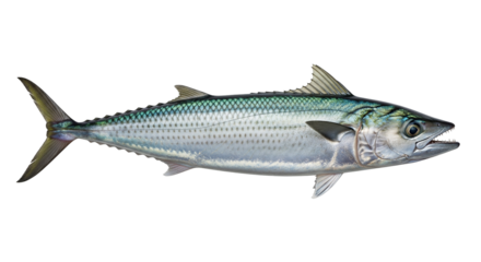 King mackerel Scomberomorus cavalla isolated on transparent background showcasing its distinct shape and features