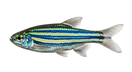 Zebra Danio showcasing vibrant stripes and fine details in a clear background