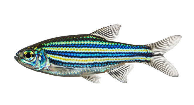 Zebra Danio showcasing vibrant stripes and fine details in a clear background