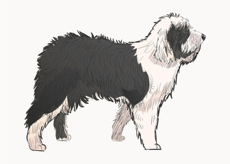 Old English Sheepdog animal illustration vector