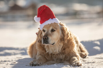 Golden Retriever mit Weihnachtsmann Mütze
