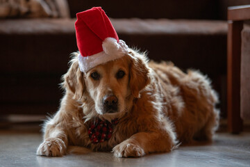 Golden Retriever mit Weihnachtsmann Mütze