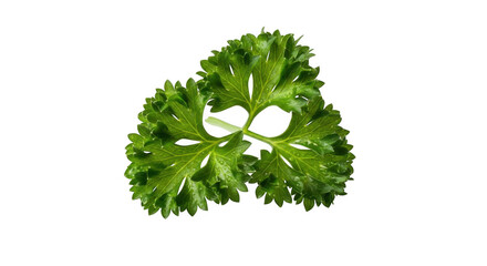 Fresh curly parsley herb isolated on black for culinary use and decoration transparent background