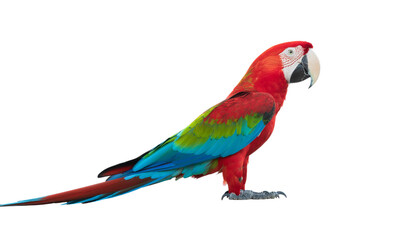 Fototapeta premium Scarlet macaw with red, green, and blue plumage, perched on the ground, isolated against a white background. high-key lighting