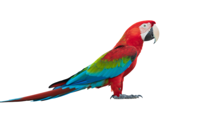 Scarlet macaw with red, green, and blue plumage, perched on the ground, isolated against a white background. high-key lighting