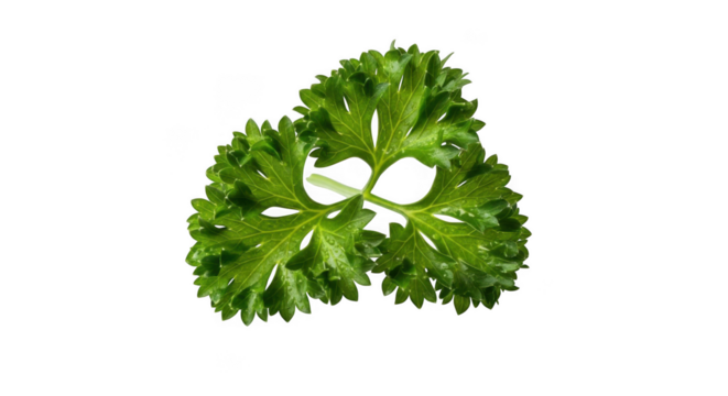 Fresh curly parsley herb isolated on black for culinary use and decoration transparent background