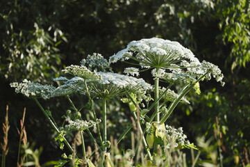 Flowering Giant Hogweed Or Heracleum, A Dangerous And Poisonous Invasive Plant, Growing In A Meadow.