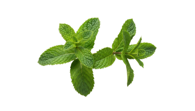 Fresh green mint leaves arranged artistically on a white background with vibrant colors and high-key lighting. high-key lighting