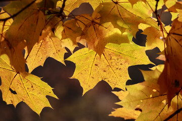 A Close-Up Of Golden Maple Leaves Glowing In The Warm Sunlight, Creating A Beautiful, Translucent Autumn Background.