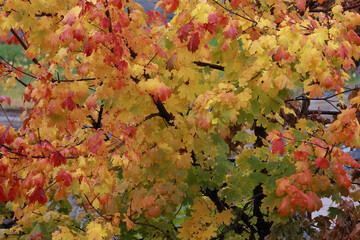A Vibrant Natural Background Of A Maple Tree Crown With Red, Yellow, Orange, And Green Leaves During The Fall Season.