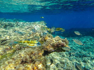 Dark blue ocean surface seen from underwater. Abstract waves underwater and rays of sunlight shining through, Sun light rays undersea deep, Underwater background with sea bottom, Mediterranean sea.