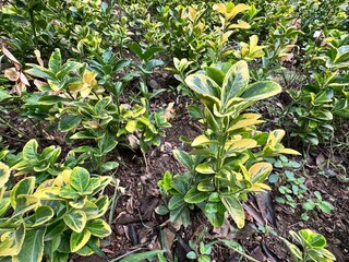 Golden Euonymus (Euonymus japonicus ‘Aureomarginatus’) with bright yellow-edged variegated foliage growing in a garden bed, showcasing its vibrant ornamental color and dense shrub structure.